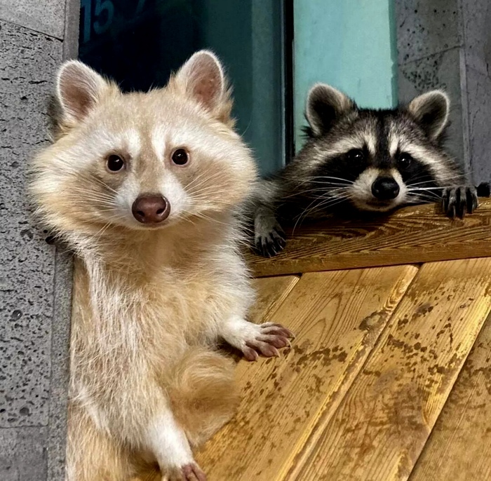 Питомник "Твой енот" Краснодар