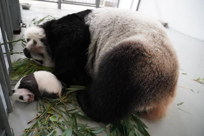 ...и потихоньку начинает слезать из маминых лап