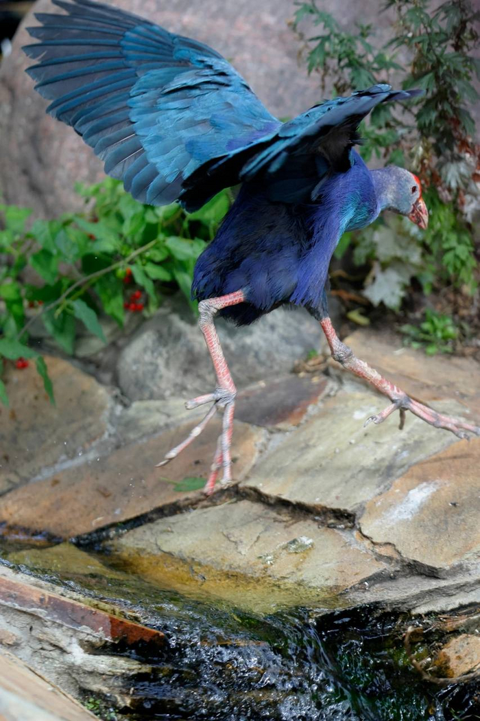 А чтобы ходить по плавающим растениям!