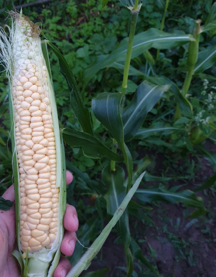   @ 24.08          ...