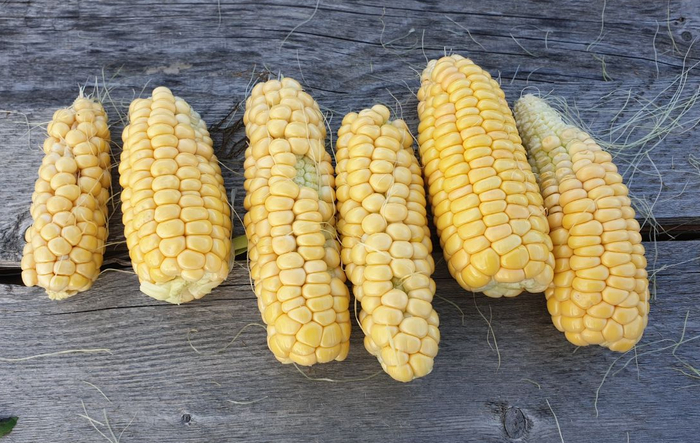   @ 01.09.     ,      .