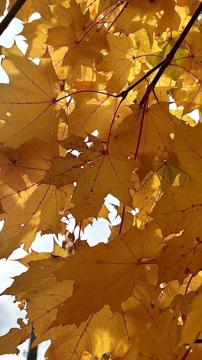 Пахнет осенью… Осень, Осенние листья, Листопад, Времена года, Мобильная фотография, iPhone, Природа, Насекомые, Макросъемка, Длиннопост