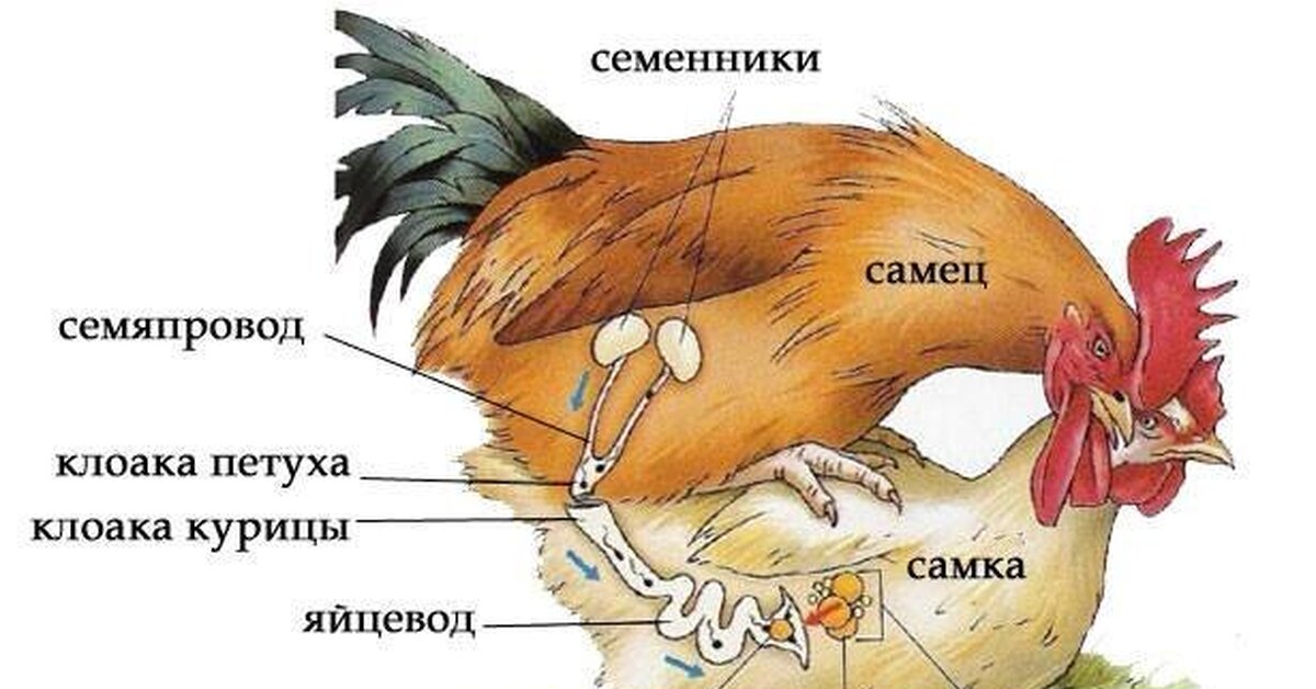 Что появилось первее курица. Каким органом петух оплодотворяет курицу. Как происходит оплодотворение у куриц. Как происходит оплодотворение у птиц кур.