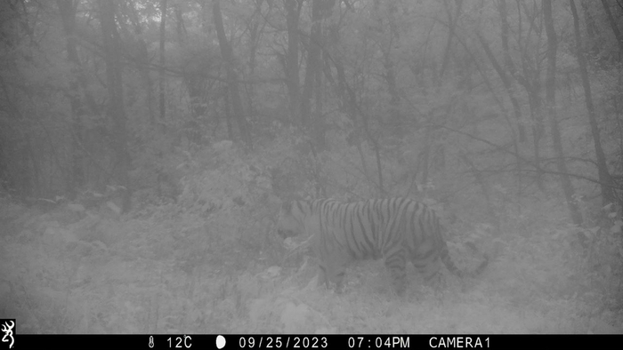 Амурский тигр Гром в отличной форме