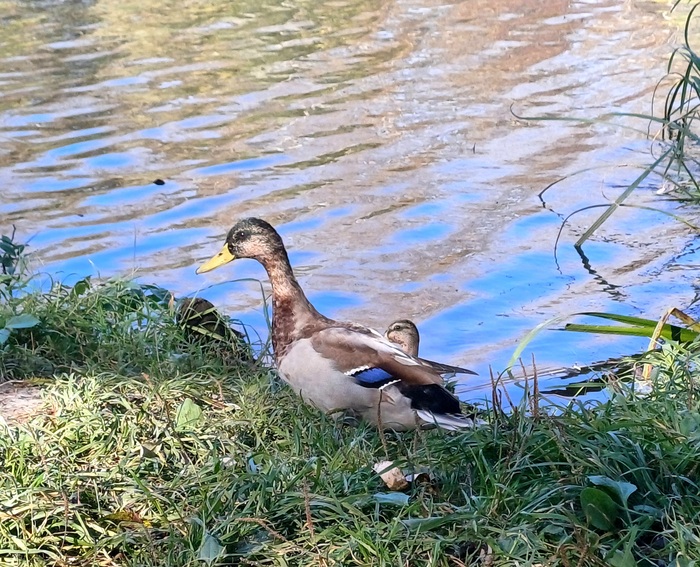 Вольная птица