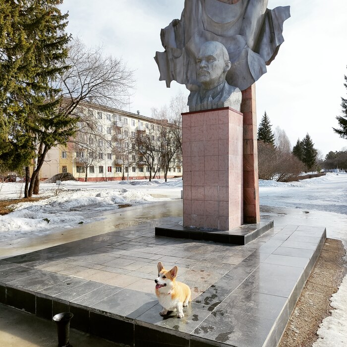 В светлое будущее Корги, Зеленогорск, Ленин, Собака, Памятник Ленину, Фотография