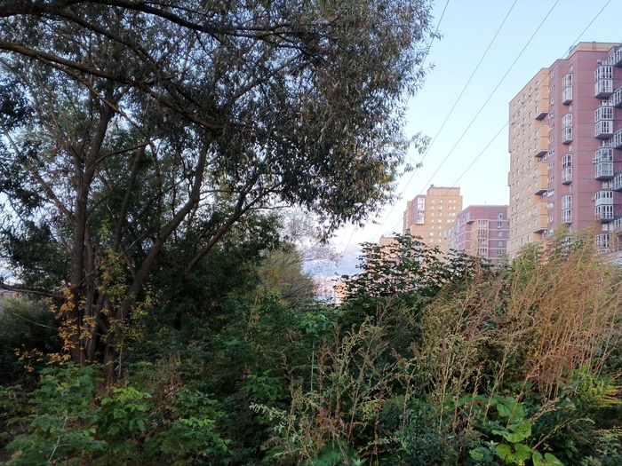 Любимые джунгли поймы Старки