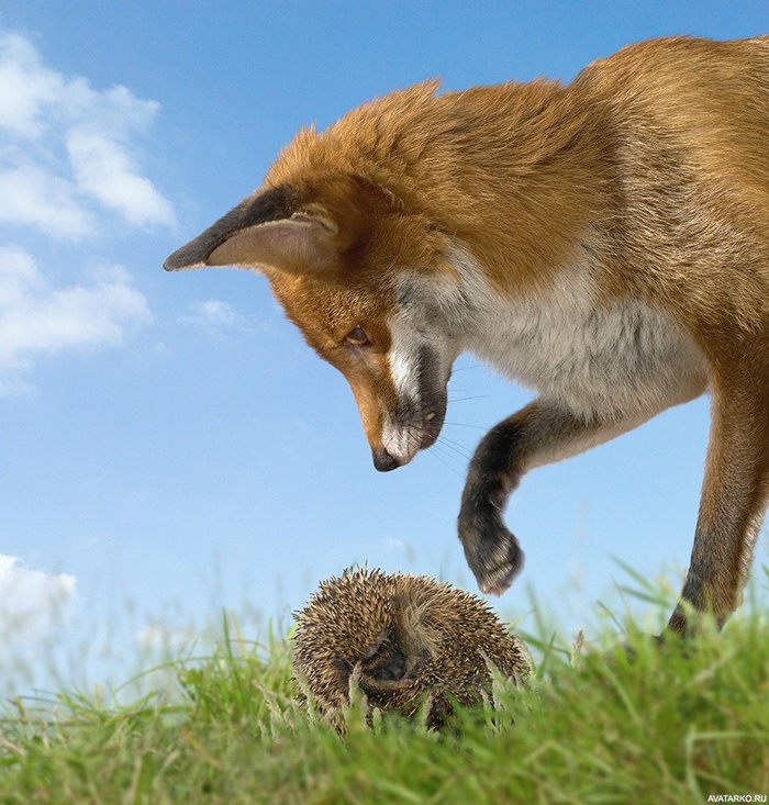 Это что за мышь такая? Очень уж колючая!