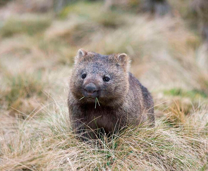 Маленький вомбат