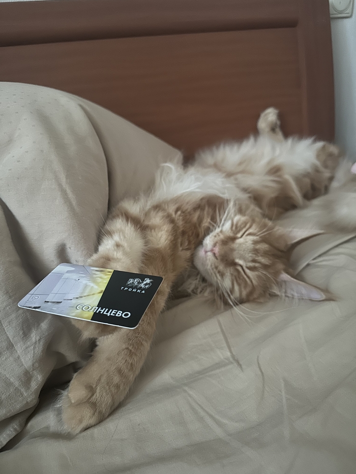 Дотянуться до Солнцево