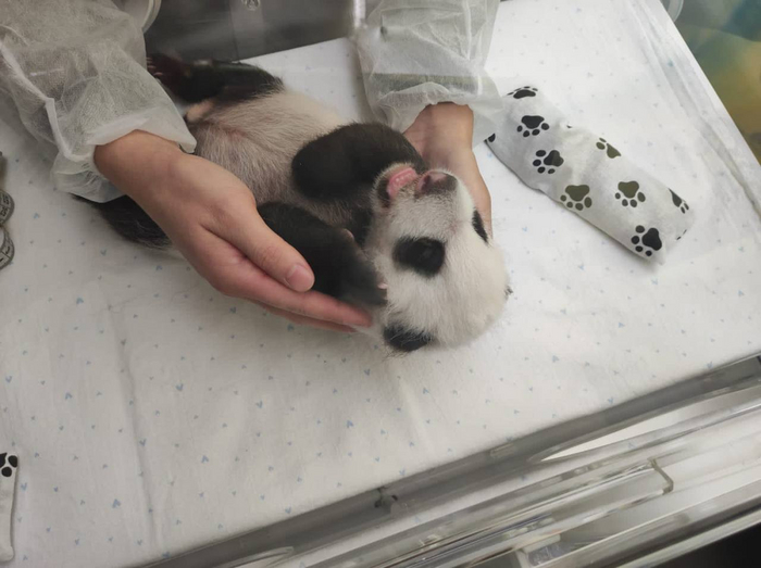 Вес малютки 1985 г