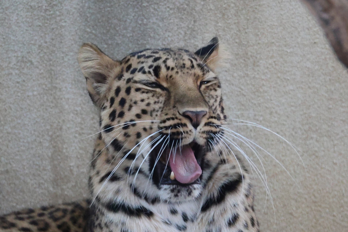 Заразительно