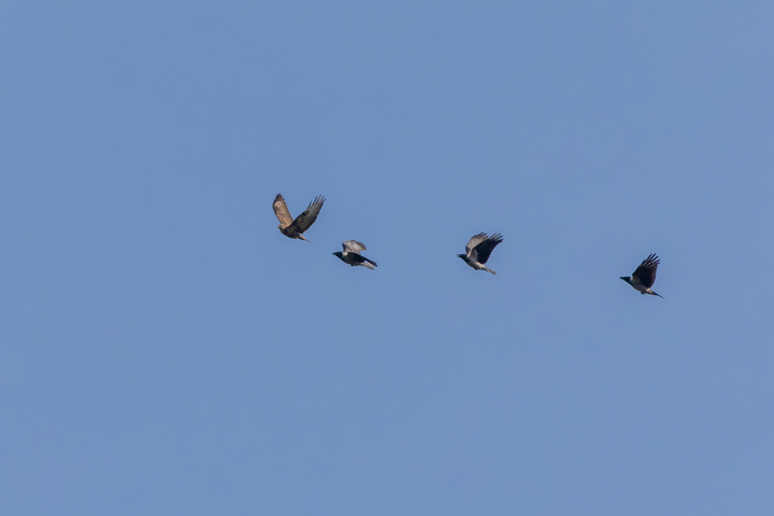 - , ,  -! -       ...