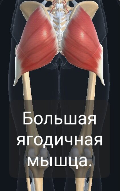 Большая ягодичная мышца | Пикабу