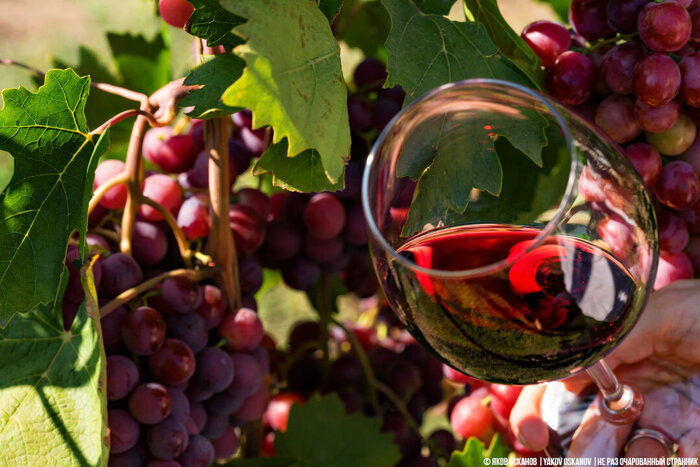 Почему виноград "Изабелла", из которого делают "Лыхны" запрещён в большинстве стран Вино, Виноград, Виноделие, Изабелла, Лыхны, Алкоголь, Длиннопост