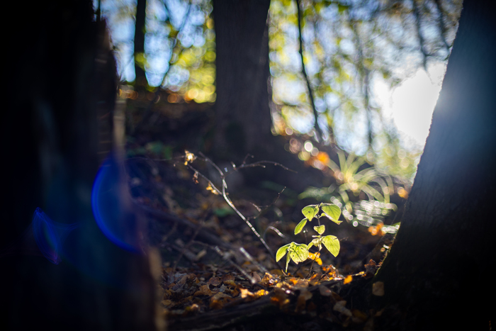 Sony a7m3 + canon nFD 50/1.4