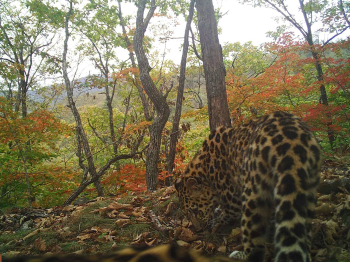 Расцветка у дальневосточных леопардов значительно светлее, чем у африканских и индийских
