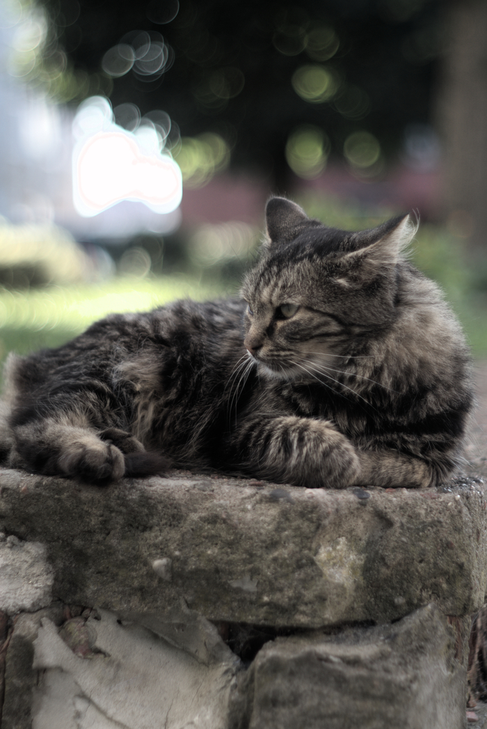 Смотритель рынка. Объектив:
prakticar 50mm 1.8