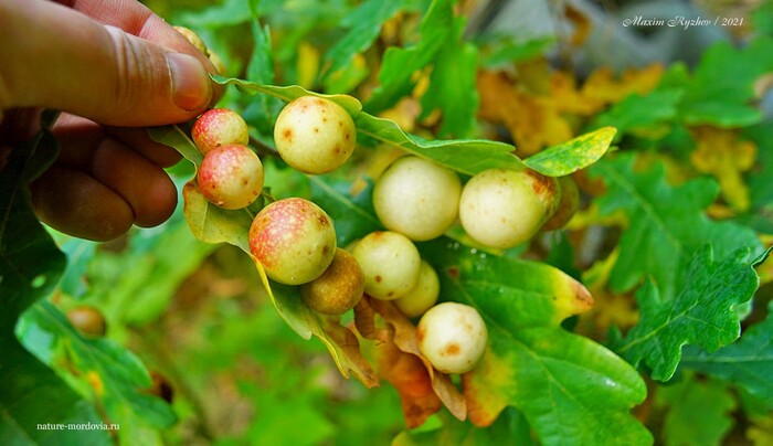   (Cynips quercusfolii)