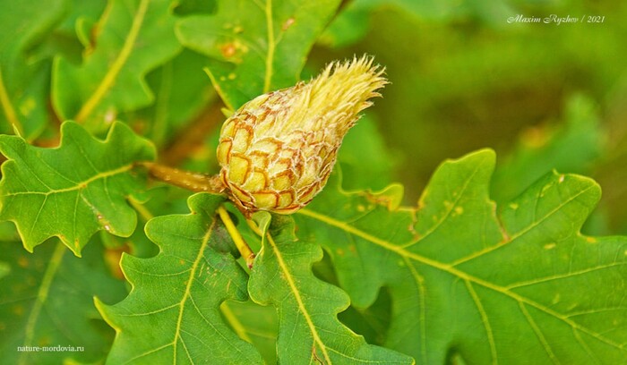 Галлы орехотворки шишковидной (Andricus foecundatrix)