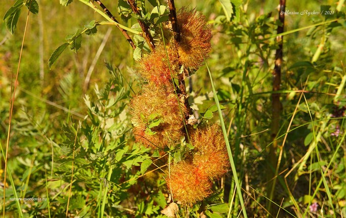 Галлы орехотворки розанной (Diplolepis rosae)