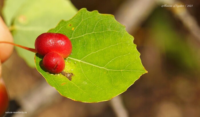 Галлы галлицы осиновой красной (Harmandiola tremulae)