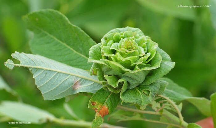 Галлы ивовой розообразующей галлицы (Rabdophaga rosaria)