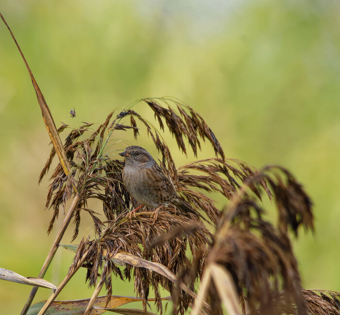 � �������� ����������� ���, ����� ����������� � �������� ���� � �������� ������. � ����������� ������ �������� ������ ���� � ���� �������. ������� �����������, ��������� ���.