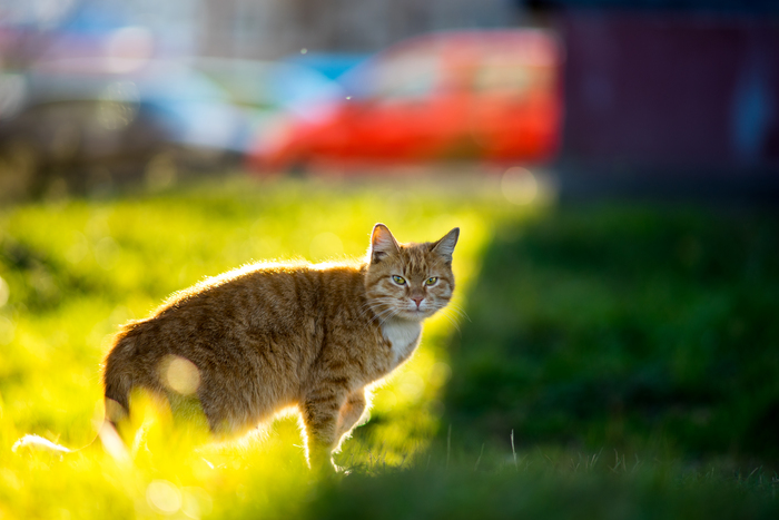 Sony a7 и Canon nFD 135/2