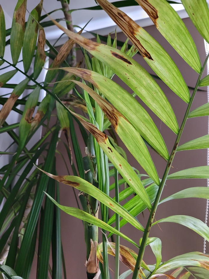 Помирает хамедорея | Пикабу