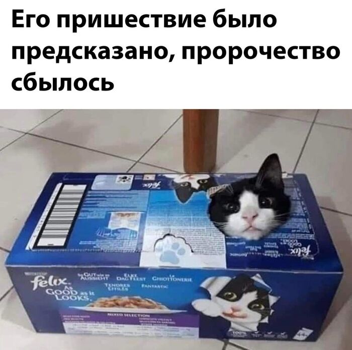  ,   , Felix The Cat, , , Telegram ()