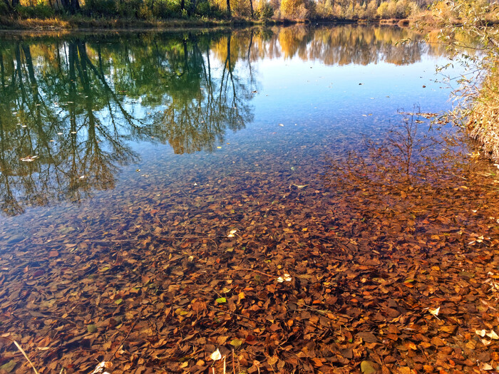 Отражение деревьев и листья под водой. Природа ПКИО Абакана 2023.