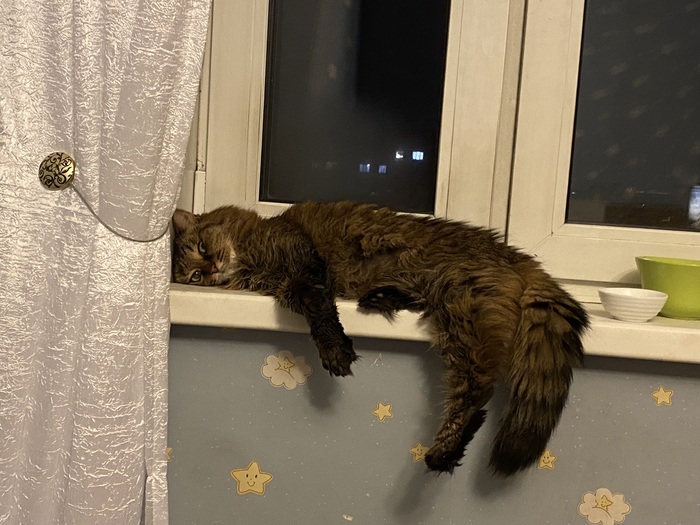 Моя Котенька смотрит на меня теперь с небушка