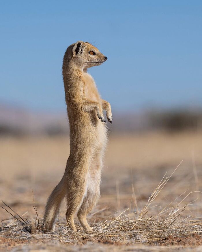 Жёлтый мангуст.