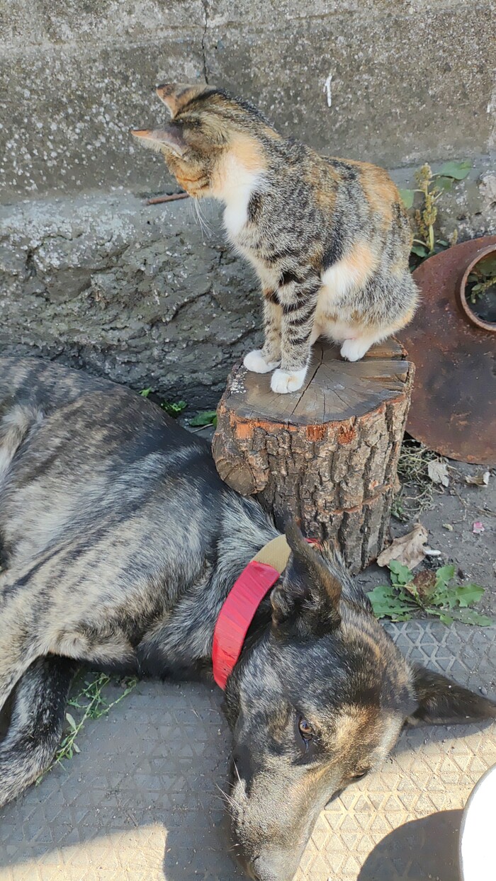 Спи не переживай я на охране.