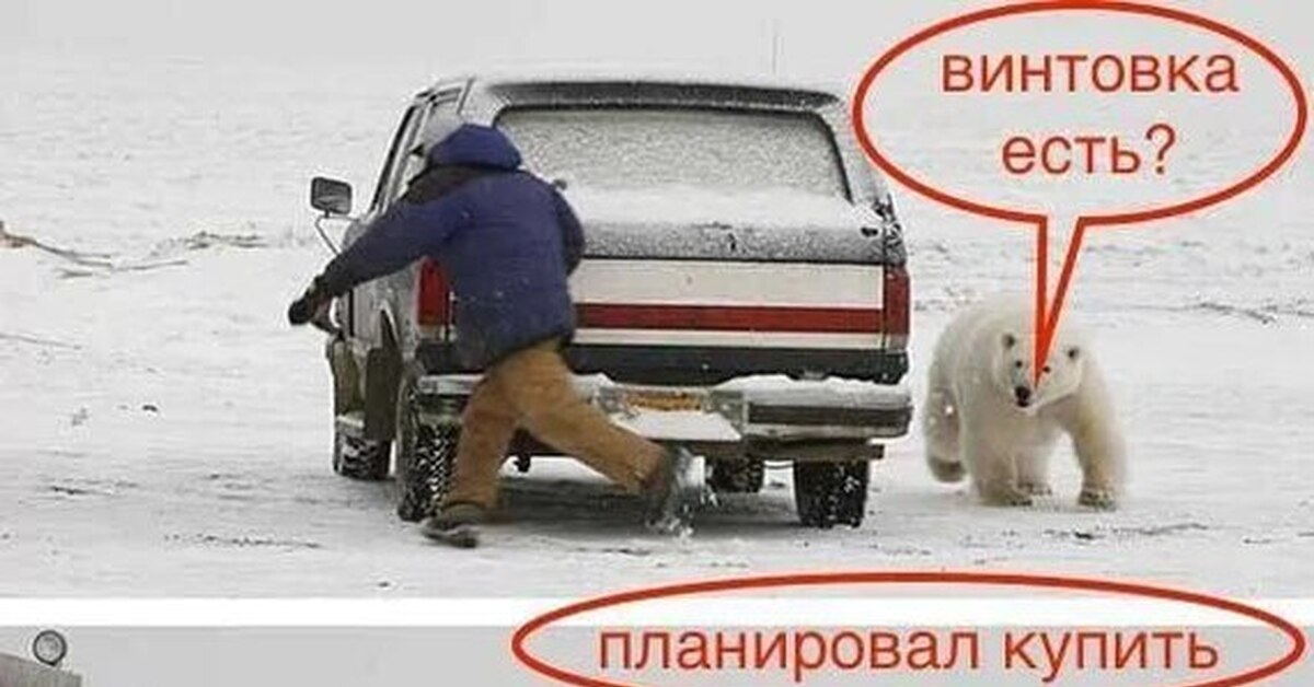 Мишка на СЕВЕРЕ | Пикабу