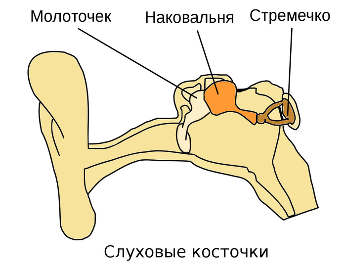 Самые маленькие кости нашего тела) | Пикабу