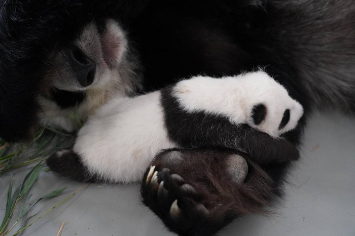 Надёжная лапа мамы