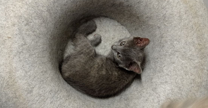 ��� �������