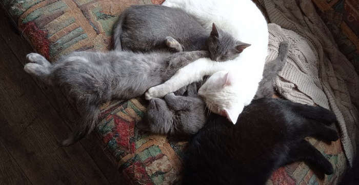 ����� ����� ��������