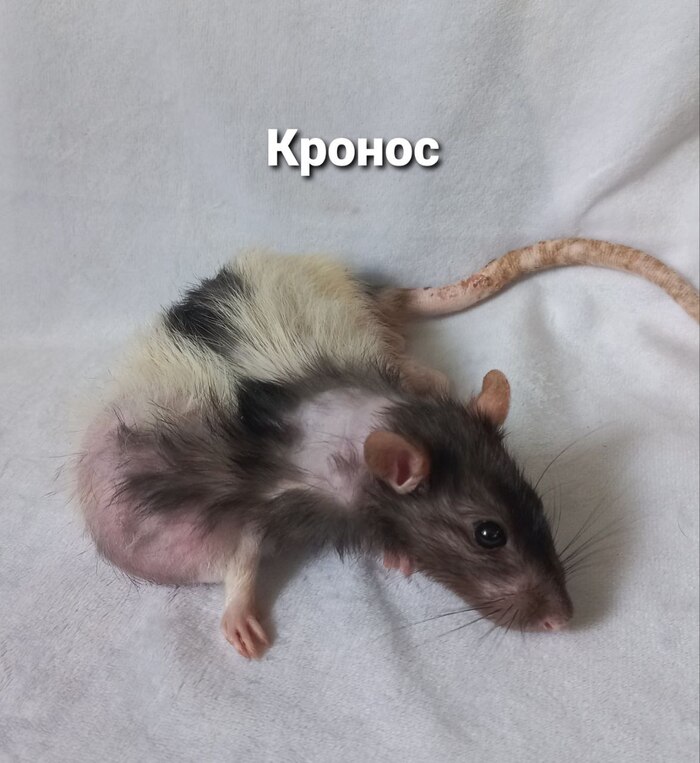 Волонтерское номер бесконечно