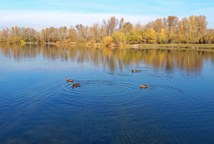 Утки создают круги на водоеме парка Абакана