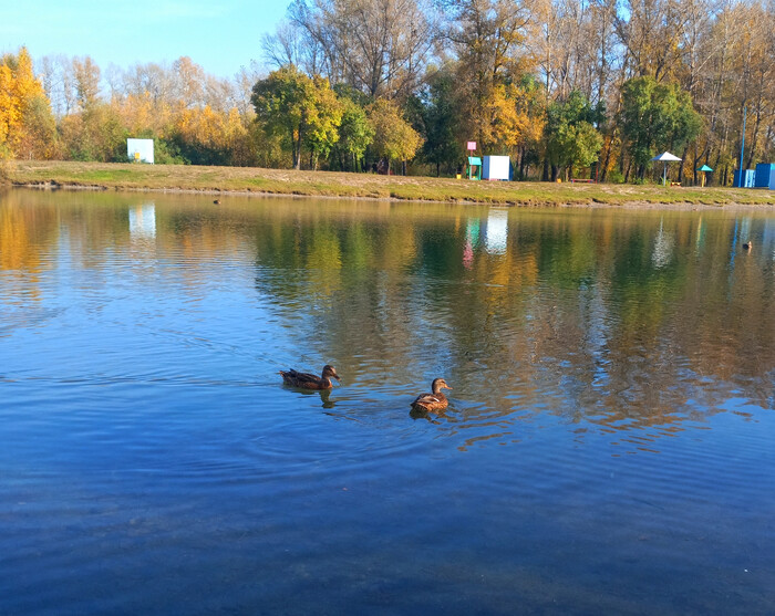 Утиный дуэт.