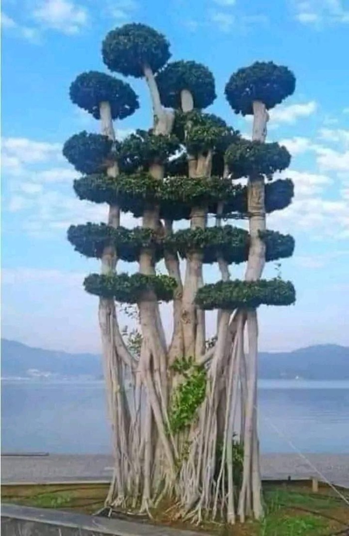   (Ficus microcarpa)  ,  , , 