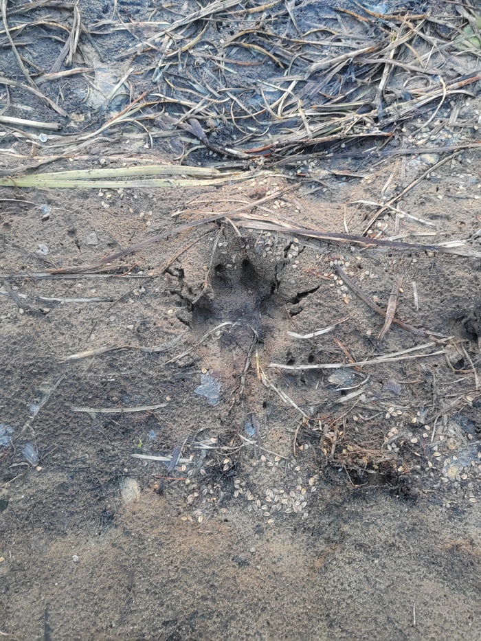 След лучшего друга человека)