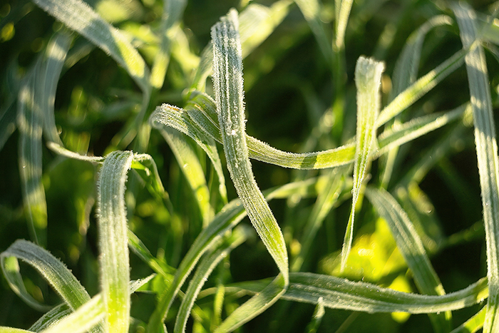Травяной узор вполне можно использовать как заставку:)