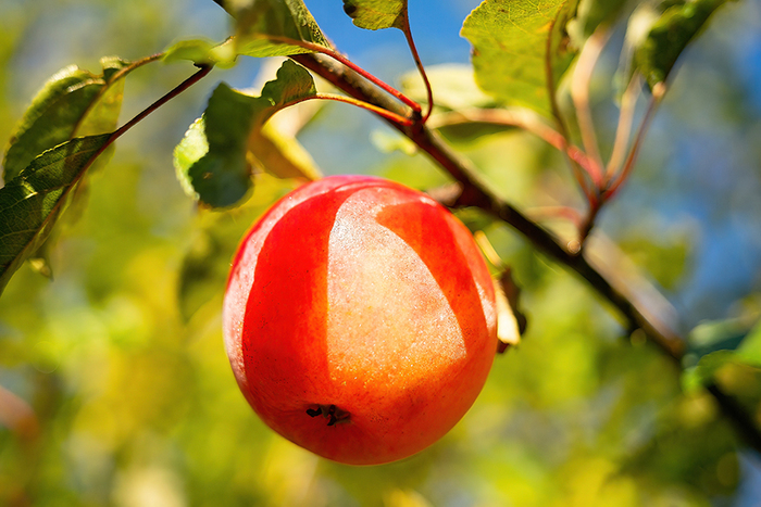 Последнее морозное яблочко