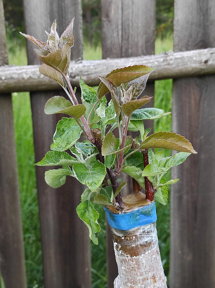 Привика яблони на рябину