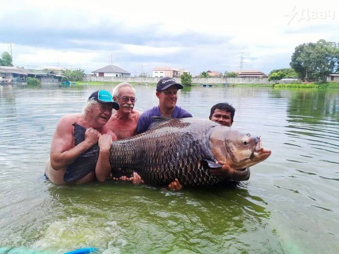 В Таиланде поймали 114-килограммового гигантского карпа Фотография, Таиланд, Карп, Повтор