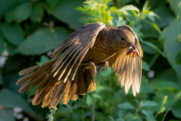 Самка чёрного дрозда с полным клювом провизии для птенцов